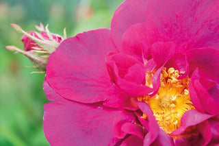 WELEDA WILD ROSE BODY OIL 100ML
