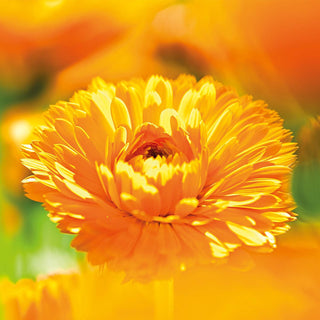 weleda-calendula-baby-oil-fragrnce-free-200ml